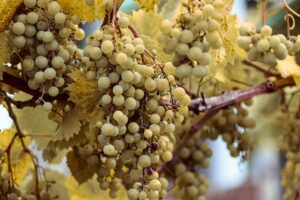 オーガニックワインのギフトに最適なおすすめ商品は？