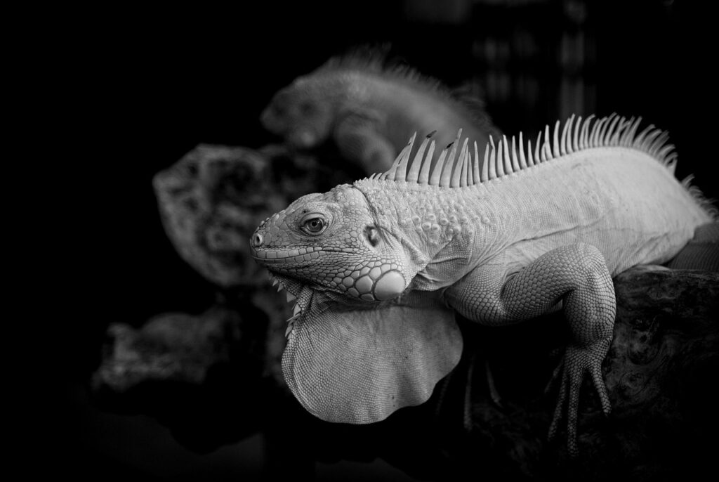 バルバレスコの高級ワインを贈る際のおすすめプレゼントは？